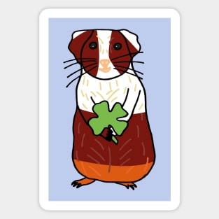 Guinea Pig with shamrock Sticker